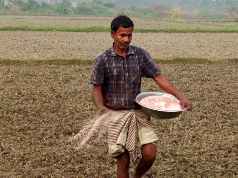কৃষিতে ন্যানো ইউরিয়ার ব্যবহার, উৎপাদন ব্যয় কমবে ৫০ ভাগ!